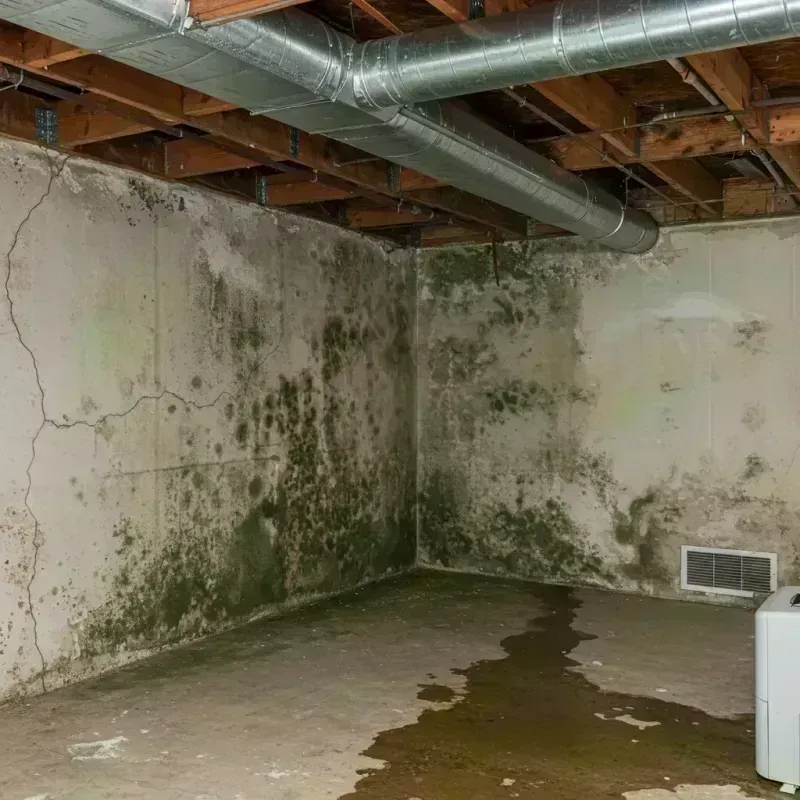 Professional Mold Removal in Loma, CO